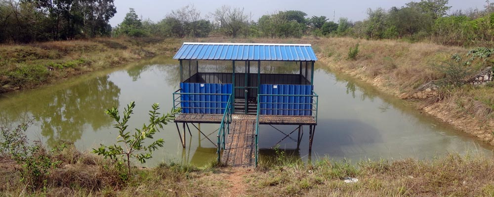 Farm pond based integrated fish cum poultry farming