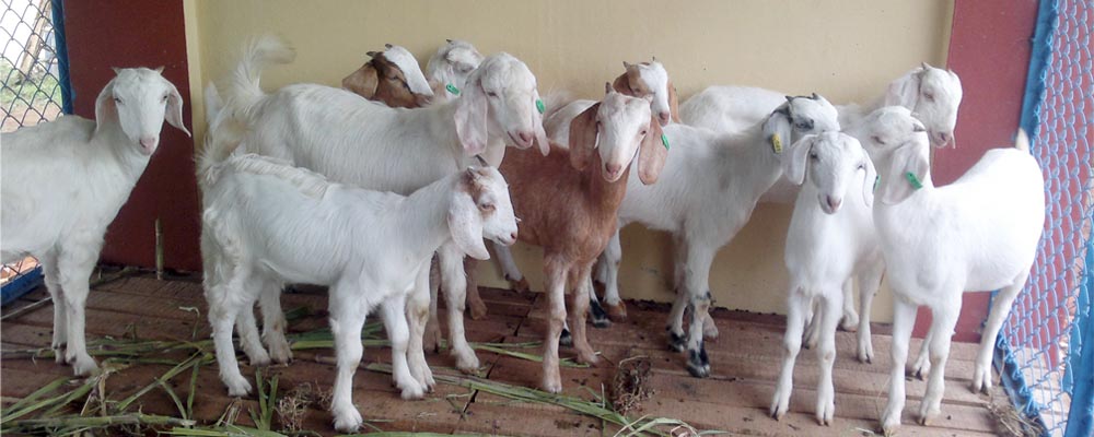 Goat Rearing Unit